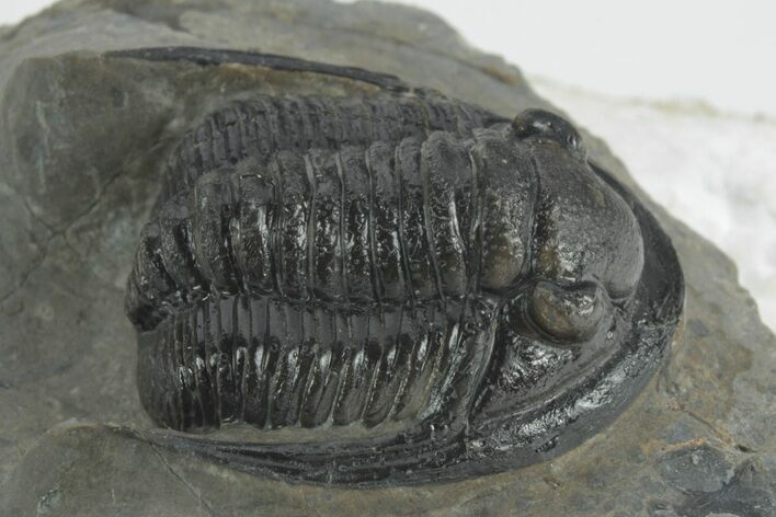 Detailed Cornuproetus Trilobite Fossil - Morocco #222467